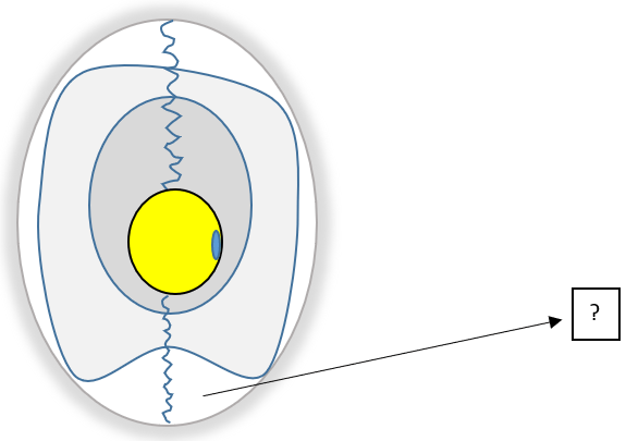 Identify the part in the egg structure - Q7
