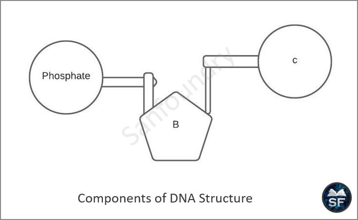 Components of DNA Structure