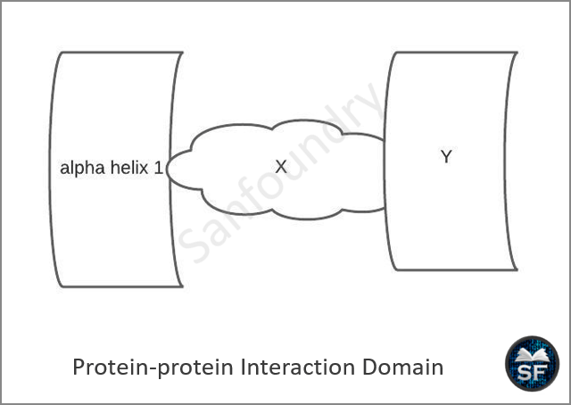 Protein-protein Interaction Domain